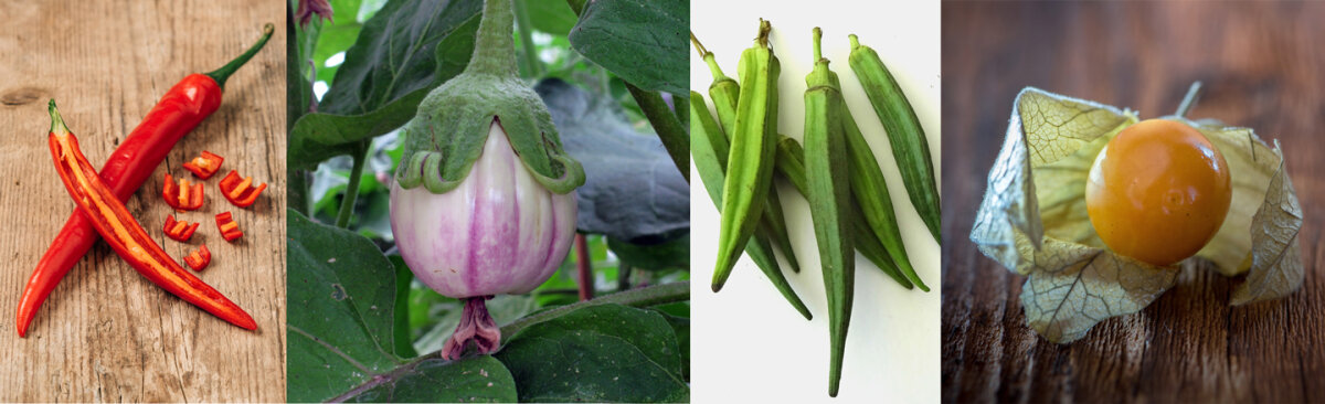 Seminare peperoncini e piante simili a partire da Gennaio - Introduzione alle colture tropicali: come far prosperare peperoncini, melanzane e piante simili in Europa centrale