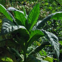 Tabacco Golden Virginia (Nicotiana tabacum) biologico semi