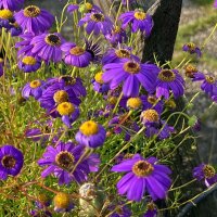 Brascicome (Brachyscome iberidifolia) semi