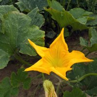 Zucca "Lunga di Napoli" (Cucurbita moschata)...