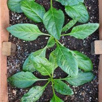 Mandragora turcomanna (Mandragora turcomanica) semi