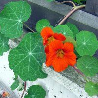 Nasturzio (Tropaeolum majus) semi