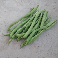 Fagiolo rampicante Neckarkönigin (Phaseolus...
