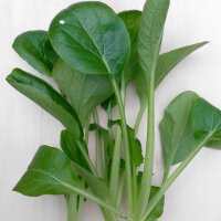 Komatsuna (Brassica rapa var. perviridis) semi