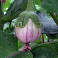 Melanzane striate Rotonda bianca sfumata di rosa (Solanum...