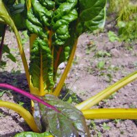 Bietola gialla Bright Yellow (Beta vulgaris subsp....