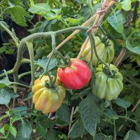 Pomodoro costoluto tigrato Striped Stuffer (Solanum...