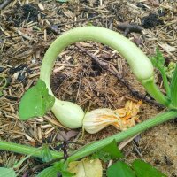 Zucchina rampicante Tromboncino dAlbenga (Cucurbita...