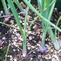 Cipolla rossa di Brunswick (Allium cepa) semi