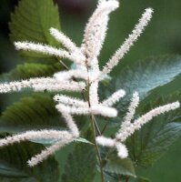 Barba di capra (Aruncus dioicus syn. A. sylvestris) semi
