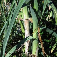 Porro Blauwgroene Winter (Allium porrum) biologico semi