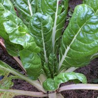 Bietola da coste Glatter Silber (Beta vulgaris) biologica...
