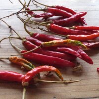 Peperoncino thailandese Prik Kee Noo (Capsicum...