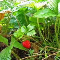 Fragola di bosco (Fragaria vesca) semi