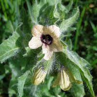 Giusquiamo nero (Hyoscyamus niger) semi