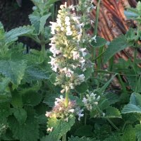 Erba gatta citridora (Nepata cataria ssp. citriodora) semi