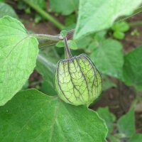 Ribes del Capo / Uciuva (Physalis peruviana) semi