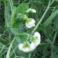 Pisello mangiatutto / Pisello mezza rama Frühe...