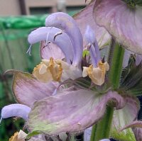 Erba moscatella (Salvia sclarea) semi