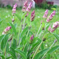 Salvia (Salvia officinalis) semi