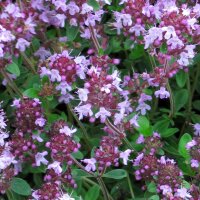 Timo goniotrico (Thymus pulegioides) semi