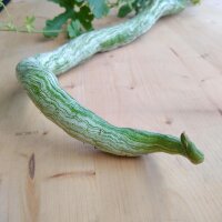 Cetriolo serpente (Trichosanthes cucumerina var. anguina)...