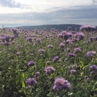 Facelia (Phacelia tanacetifolia) biologica semi