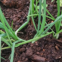 Cipolla De Barletta (Allium cepa) semi