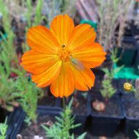 Cosmos arancio (Cosmos sulphureus) semi