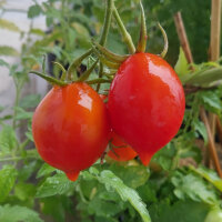 Pomodorino del Piennolo del Vesuvio (Solanum...