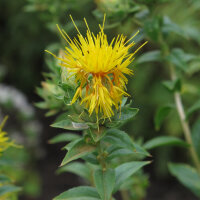 Cartamo (Carthamus tinctorius)  semi