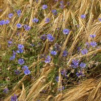 Fiordaliso (Centaurea cyanus) semi