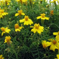 Tagete garofano indiano (Tagetes tenuifolia) biologico semi