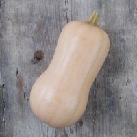 Zucca Butternut Ponca (Cucurbita moschata) biologica semi