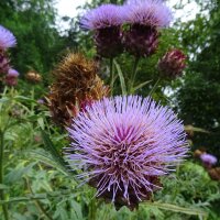 Carciofo Imperial Star (Cynara scolymus) biologico semi