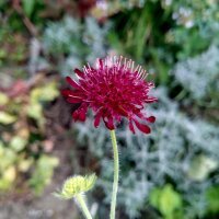 Vedovella selvatica (Scabiosa atropurpurea) biologica semi