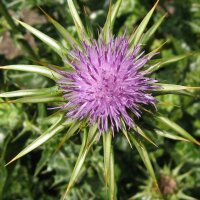 Cardo mariano (Silybum marianum) biologico semi