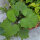 Tossilaggine comune (Tussilago farfara) biologica semi