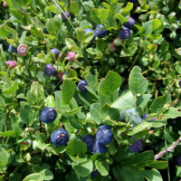 Mirtillo nero (Vaccinium myrtillus) biologico semi