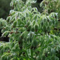 Borragine bianca Alba (Borago officinalis) biologica semi