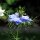 Damigella (Nigella damascena) semi biologici