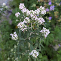 Menta montana americana (Pycnanthemum pilosum) biologico...
