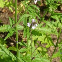 Verbena (Verbena officinalis) biologica semi