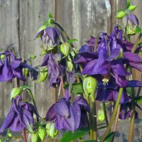 Aquilegia commune (Aquilegia vulgaris) biologica semi