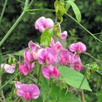 Pisello odoroso  Spencer Mix (Lathyrus odoratus)...