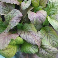 Senape Rossa Osaka Purple (Brassica juncea) biologica semi