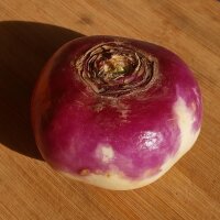 Rapa autunnale Milan White Red Top (Brassica rapa ssp....