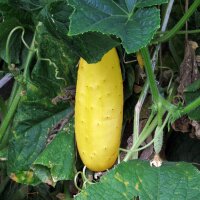 Cetriolo giallo gele tros (Cucumis sativus) biologico semi