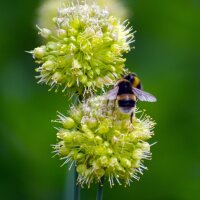 Aglio "Allium Obliquum" (Allium obliquum)...